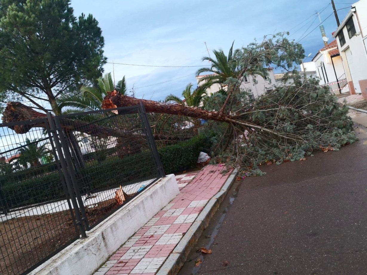 Tres pinos que se encontraban en el patio del curso de Infantil del C.P. Carmen González Guerrero de Los Guadalperales.