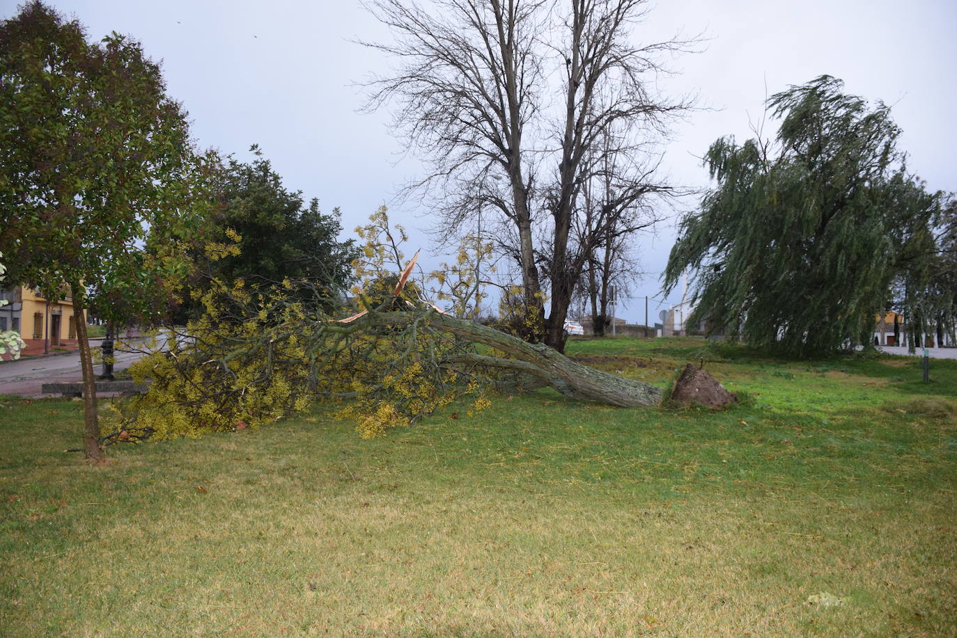 En Trujillo cayeron árboles, antenas e incluso una farola. 