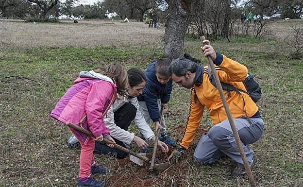 Un monitor ayuda sembrar bellotas en el parque, que perdió siete hecareas en el incendio de 2017.: PAKOPÍ