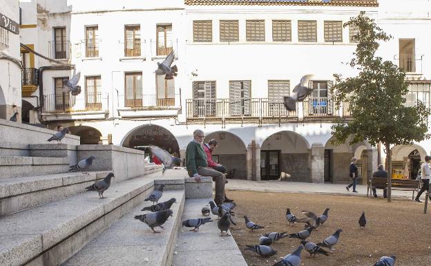 Palomas en la Plaza Mayor cacereña. ::