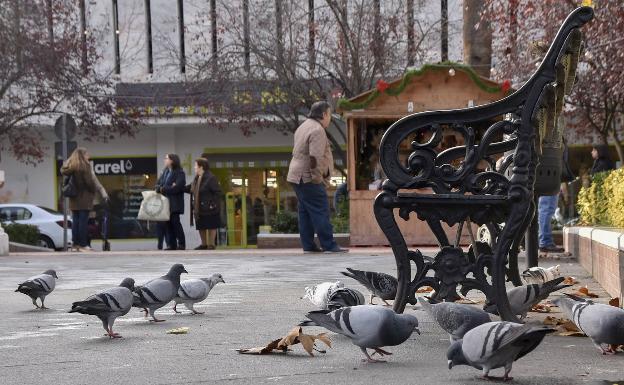 Un grupo de palomas buscando comida en la Plaza de San Francisco de Badajoz. :: 