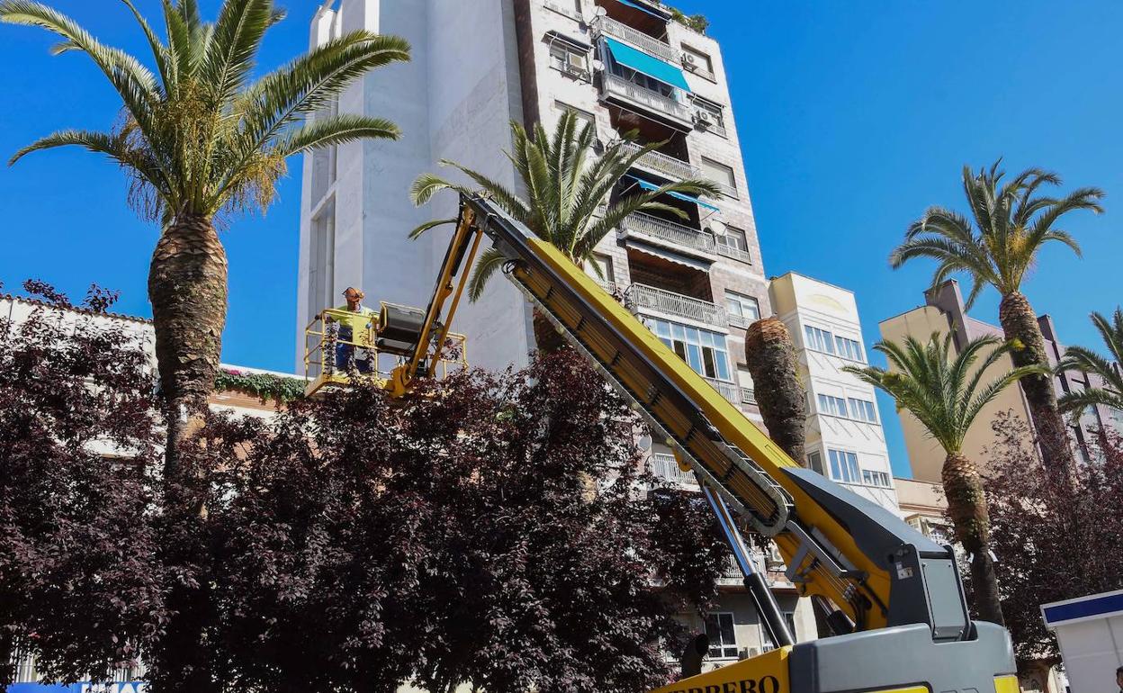 Un operario trata varias palmeras en Badajoz contra el pidudo rojo. 