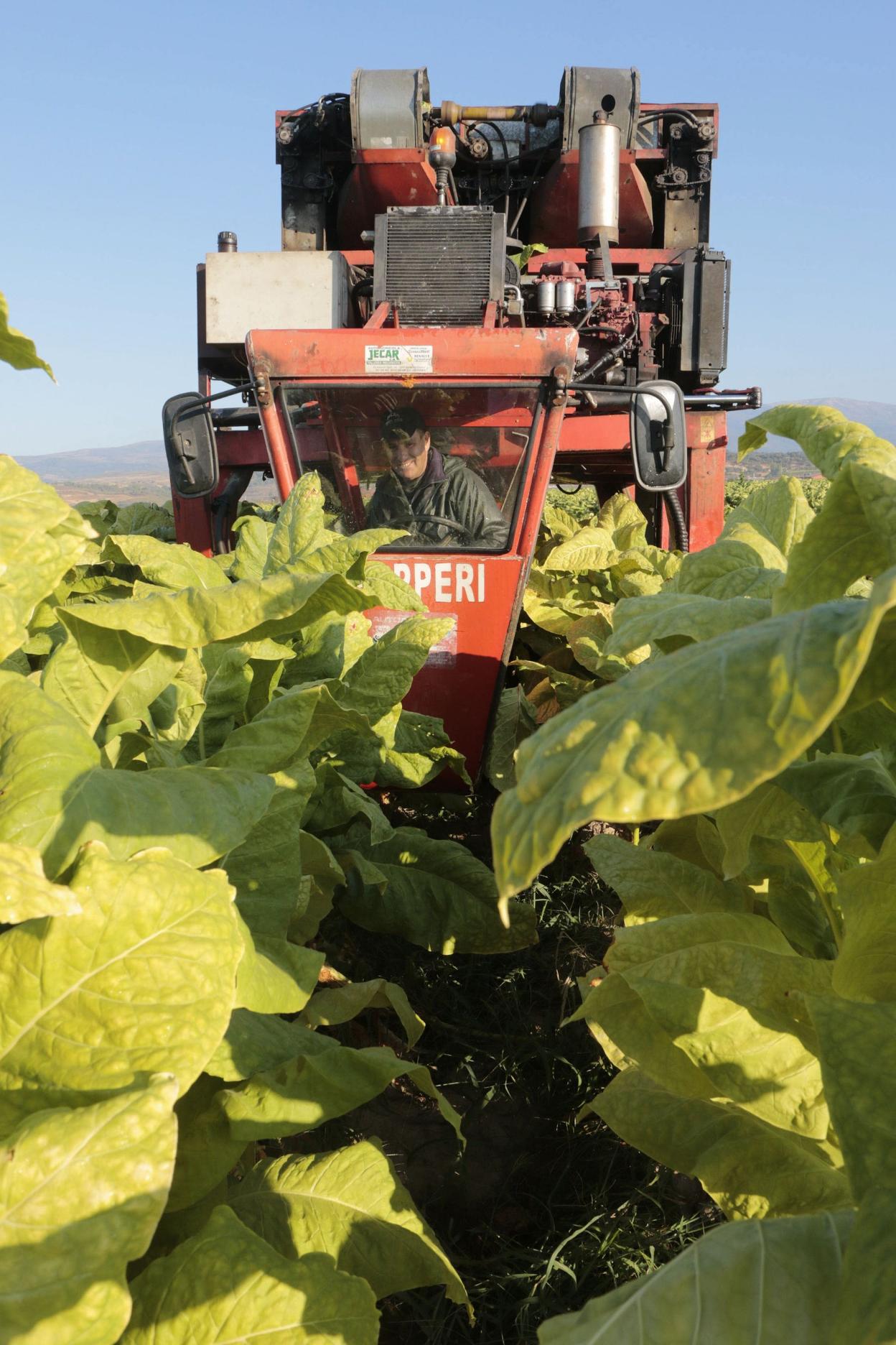 Recogida de tabaco en Losar de la Vera. :: HOY