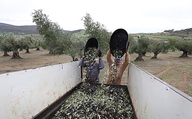 Labores de recogida de aceituna ecológica en una parcela de La Parra, en la comarca de Zafra.
