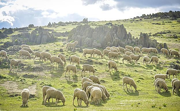 Ovejas criadas de forma ecológica de la empresa Cordero Organic.