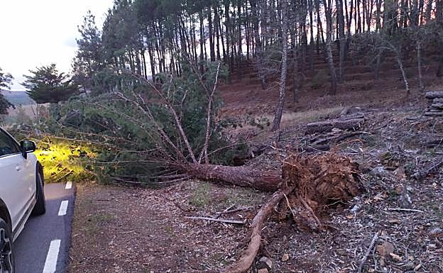 Ciprés en mitad de la calzada en Navatrasierra.