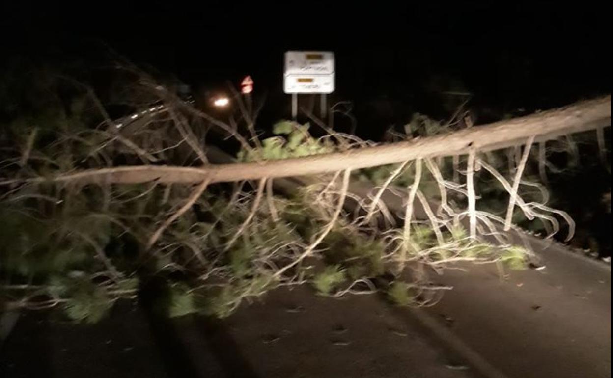 Caída de un árbol en la carretera que une La Codosera con El Marco:: 