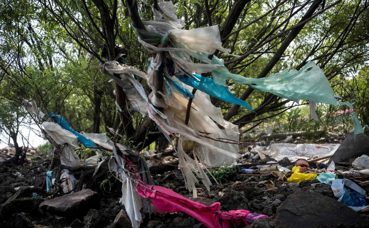 Plásticos enganchados en unas ramas en Shanghái. 