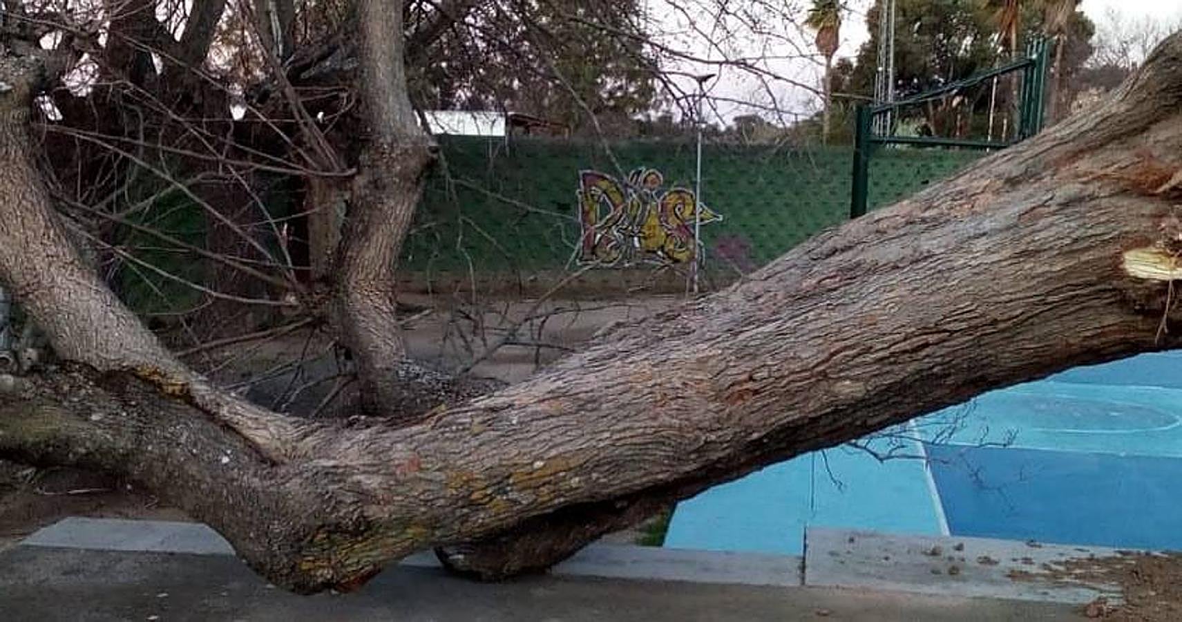 Árbol caído en Plasencia.