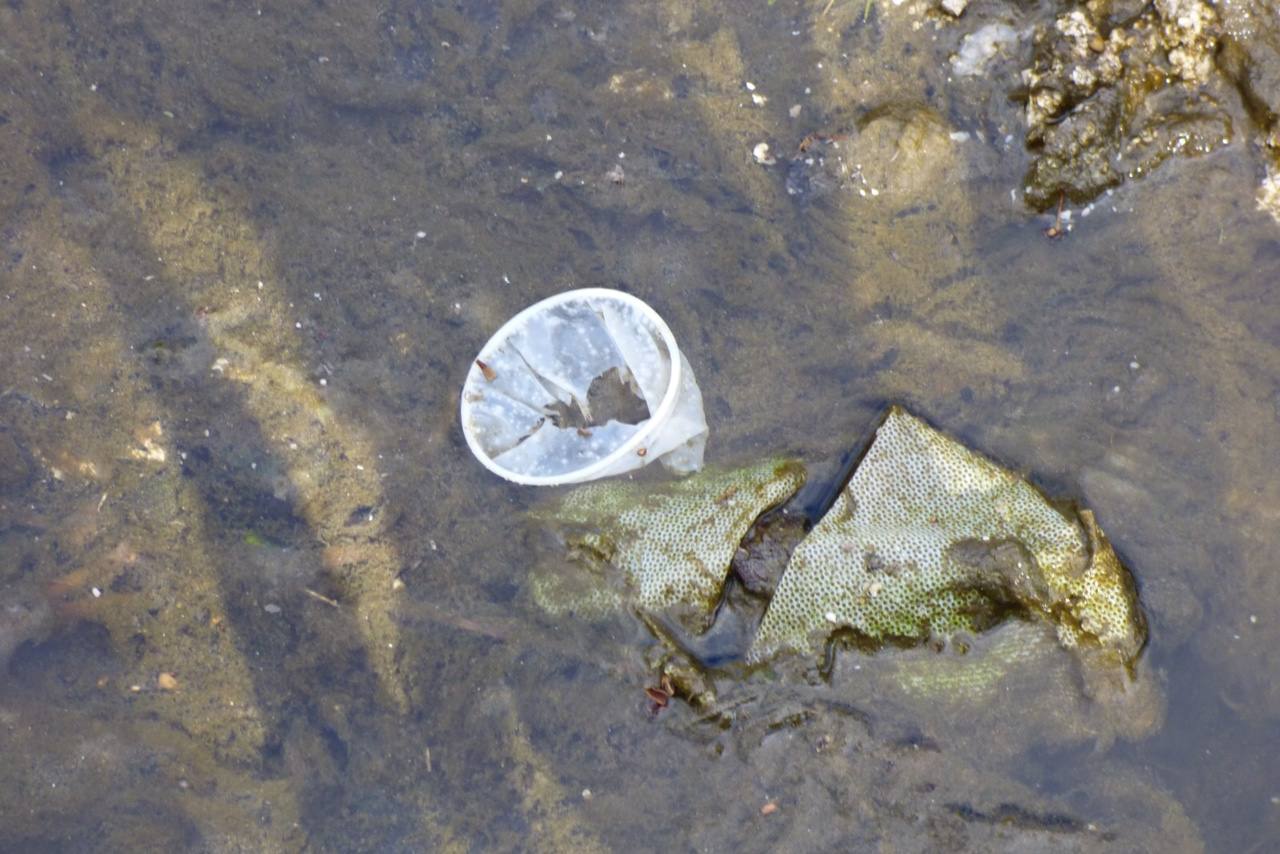 Plásticos, latas y desperdicios de todo tipo se pueden encontrar en el cauce y la ribera del afluente del Guadiana. 