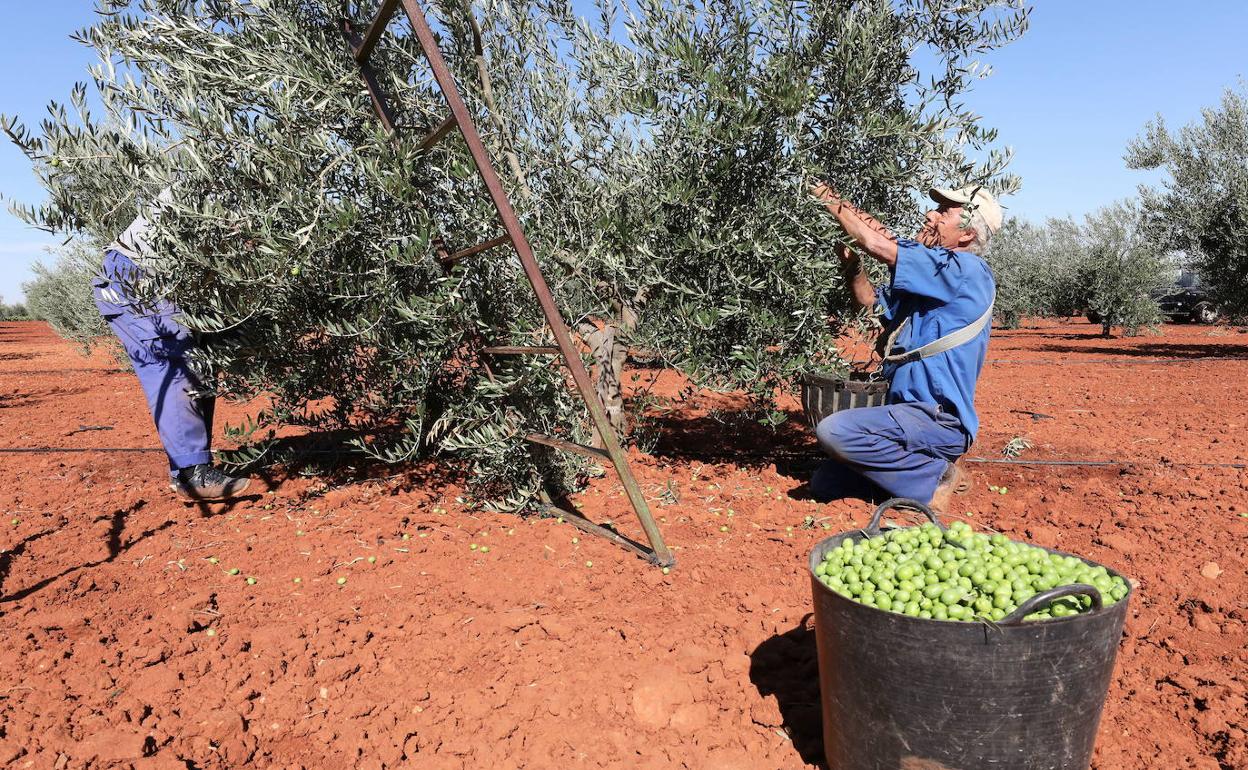 Dos trabajadores en la recogida de la aceituna, una de las últimas campañas del año. :: HOY