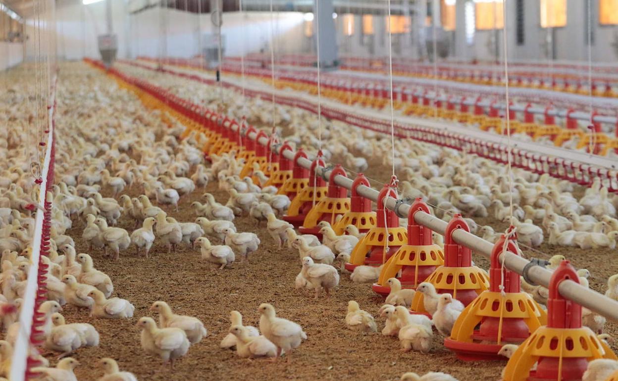 Una de las granjas integradas de Veravic en Extremadura:: HOY