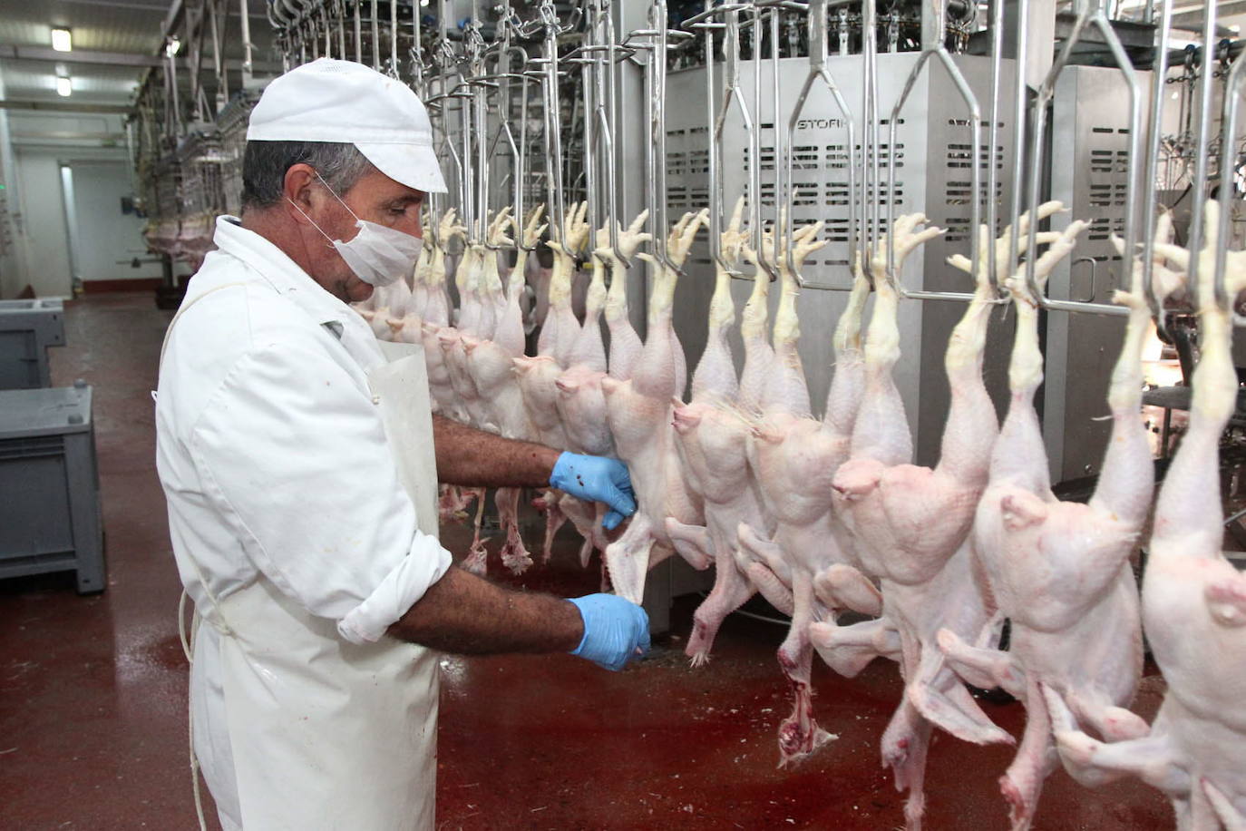 Centro de procesamiento de aves de Cuacos de Yuste:: HOY