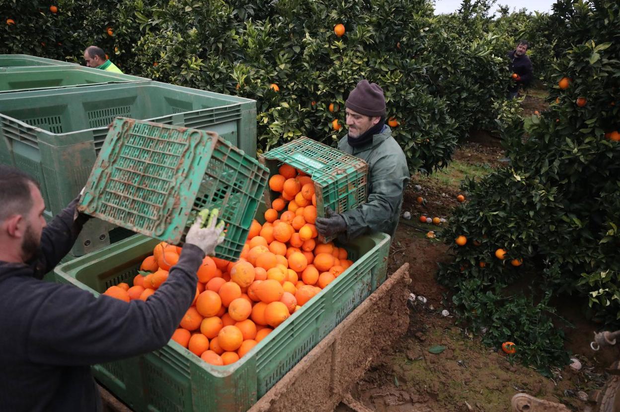 Dos trabajadores recolectando naranjas en las Vegas Bajas. :: brígido