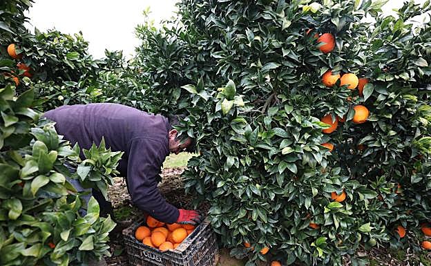 Un jornalero recoge fruta de una parcela ubicada en Valdelacalzada.