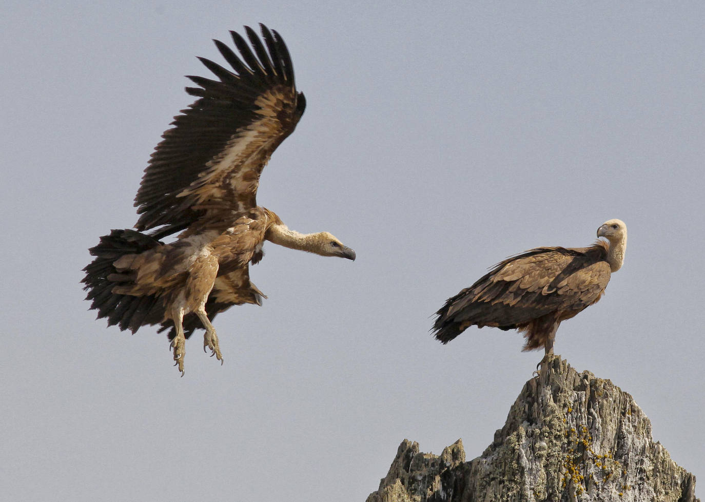 Buitres leonados en el Salto del Gitano.