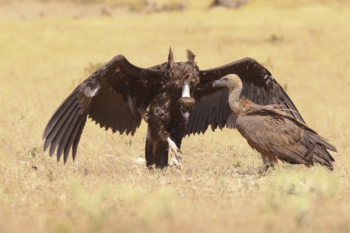 Buitres leonados en el Salto del Gitano.