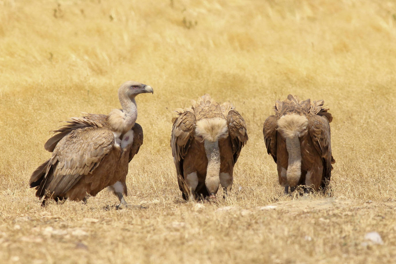 Buitres leonados en el Salto del Gitano.