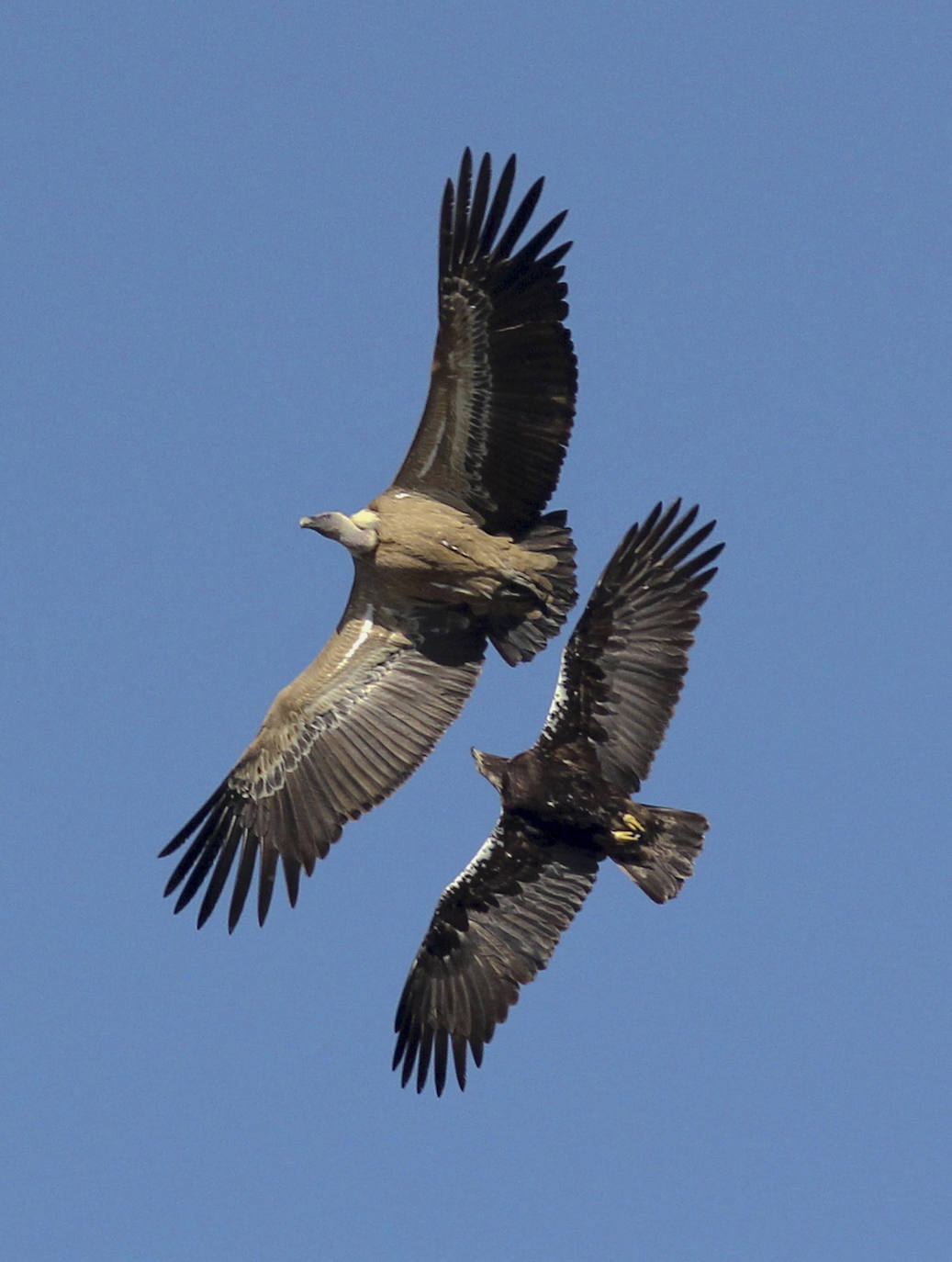 Buitres leonados en el Salto del Gitano.