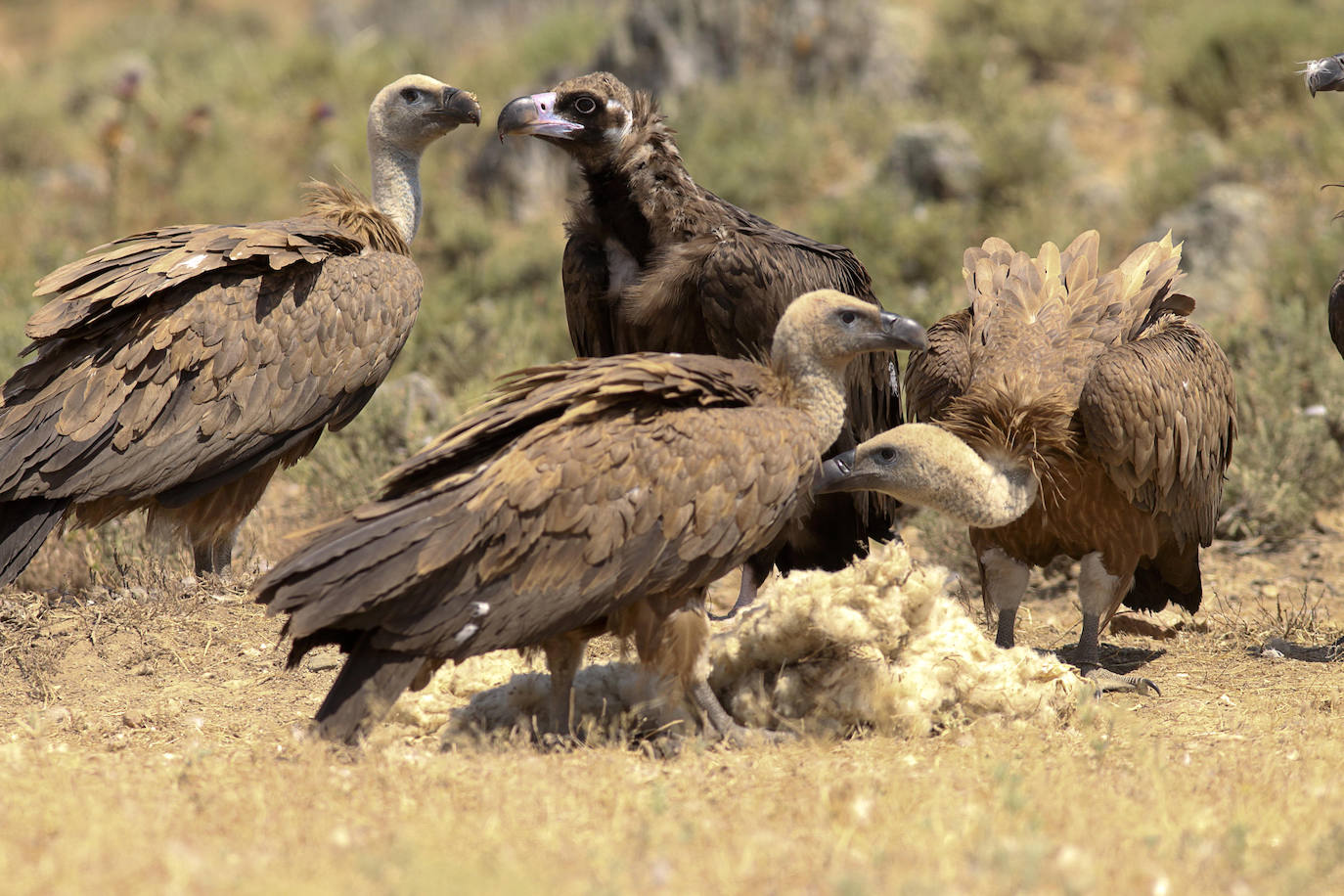 Buitres leonados en el Salto del Gitano.