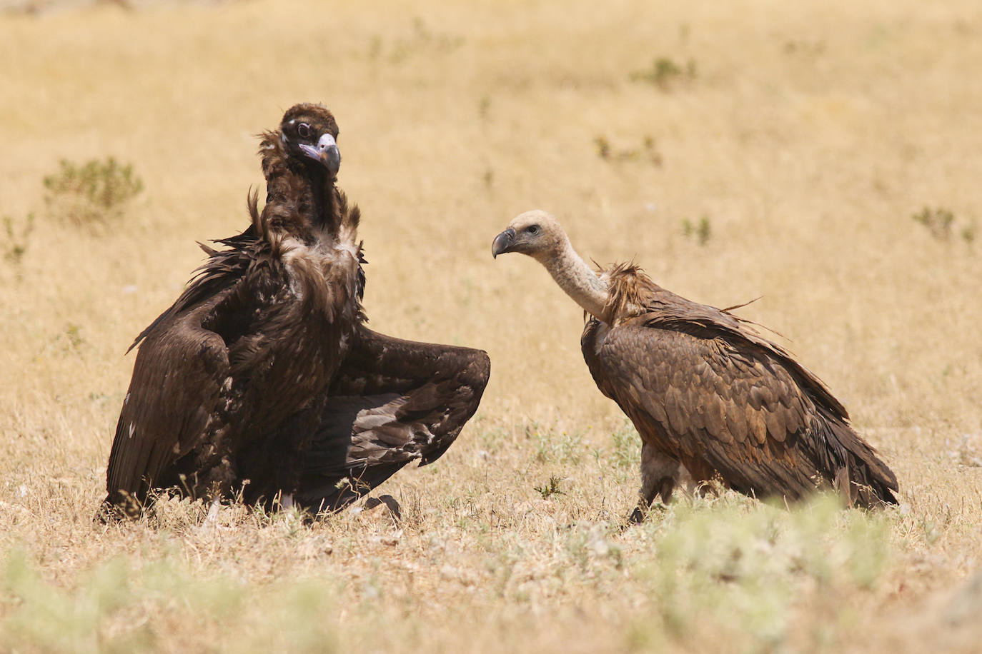 Buitres leonados en el Salto del Gitano.