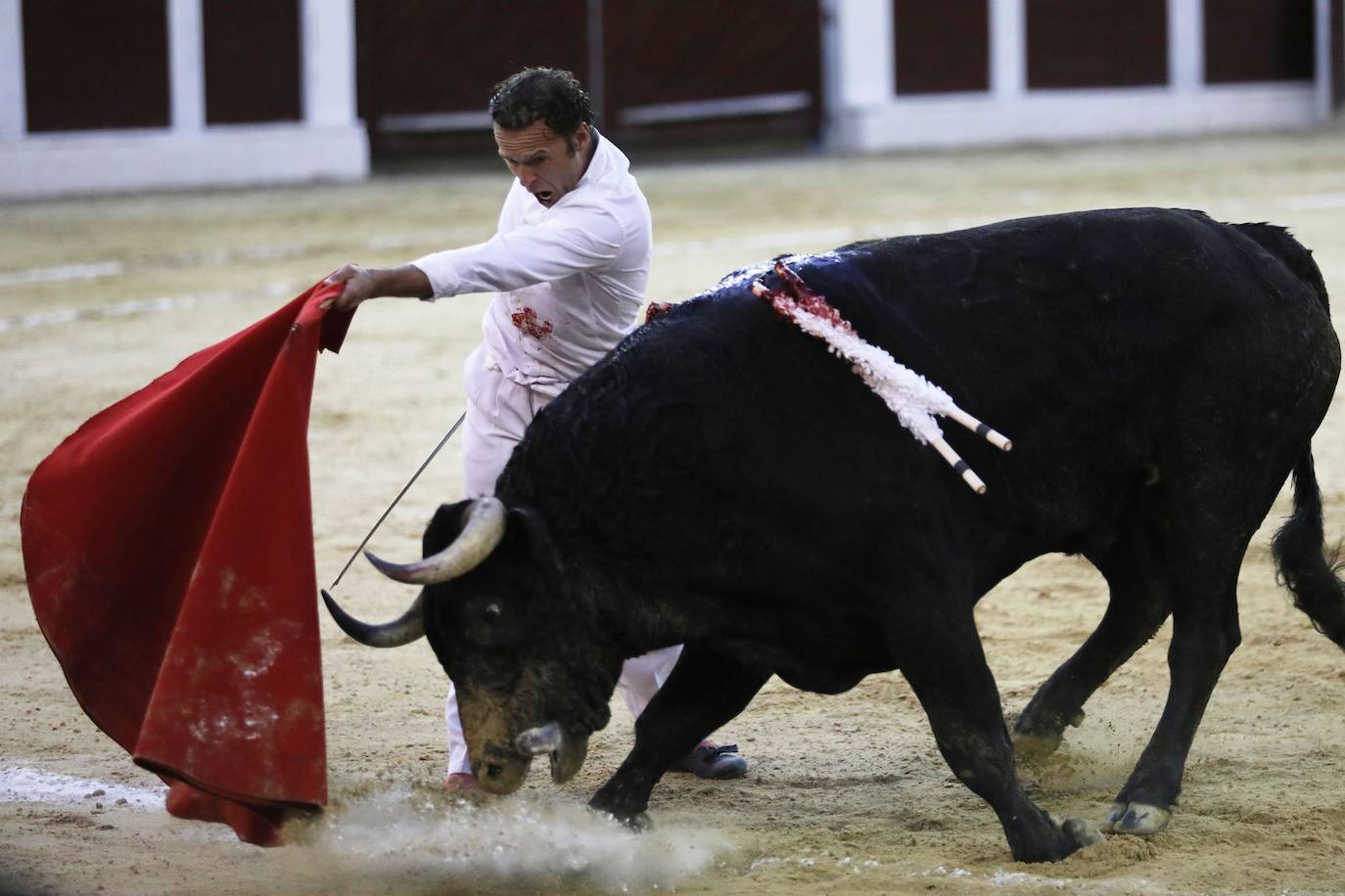 Fotos: Antonio Ferrera corta una oreja y sufre una cogida en Bogotá