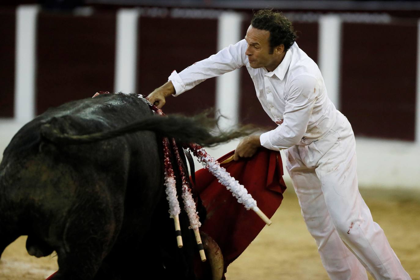 Fotos: Antonio Ferrera corta una oreja y sufre una cogida en Bogotá