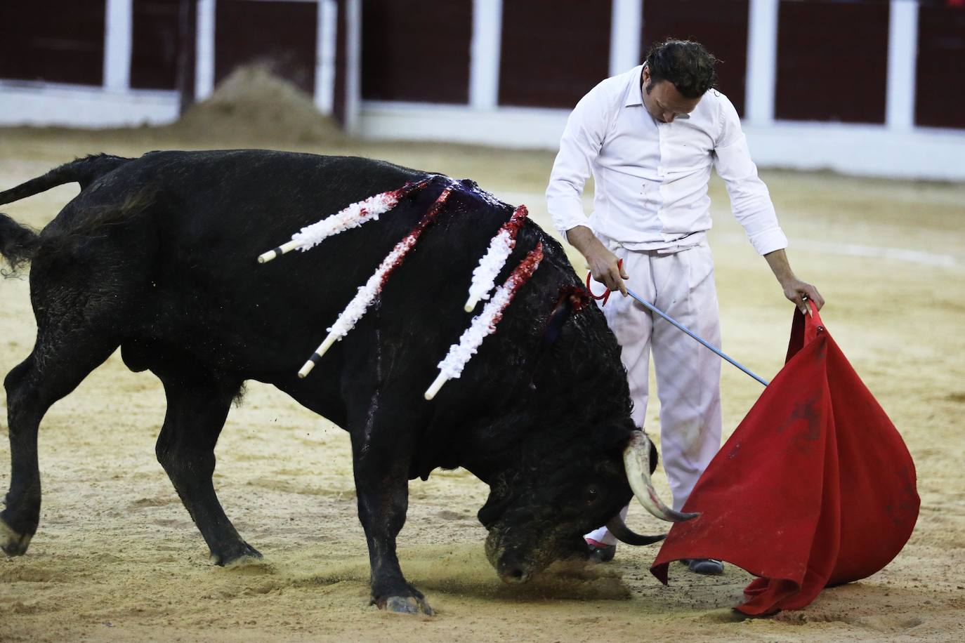 Fotos: Antonio Ferrera corta una oreja y sufre una cogida en Bogotá