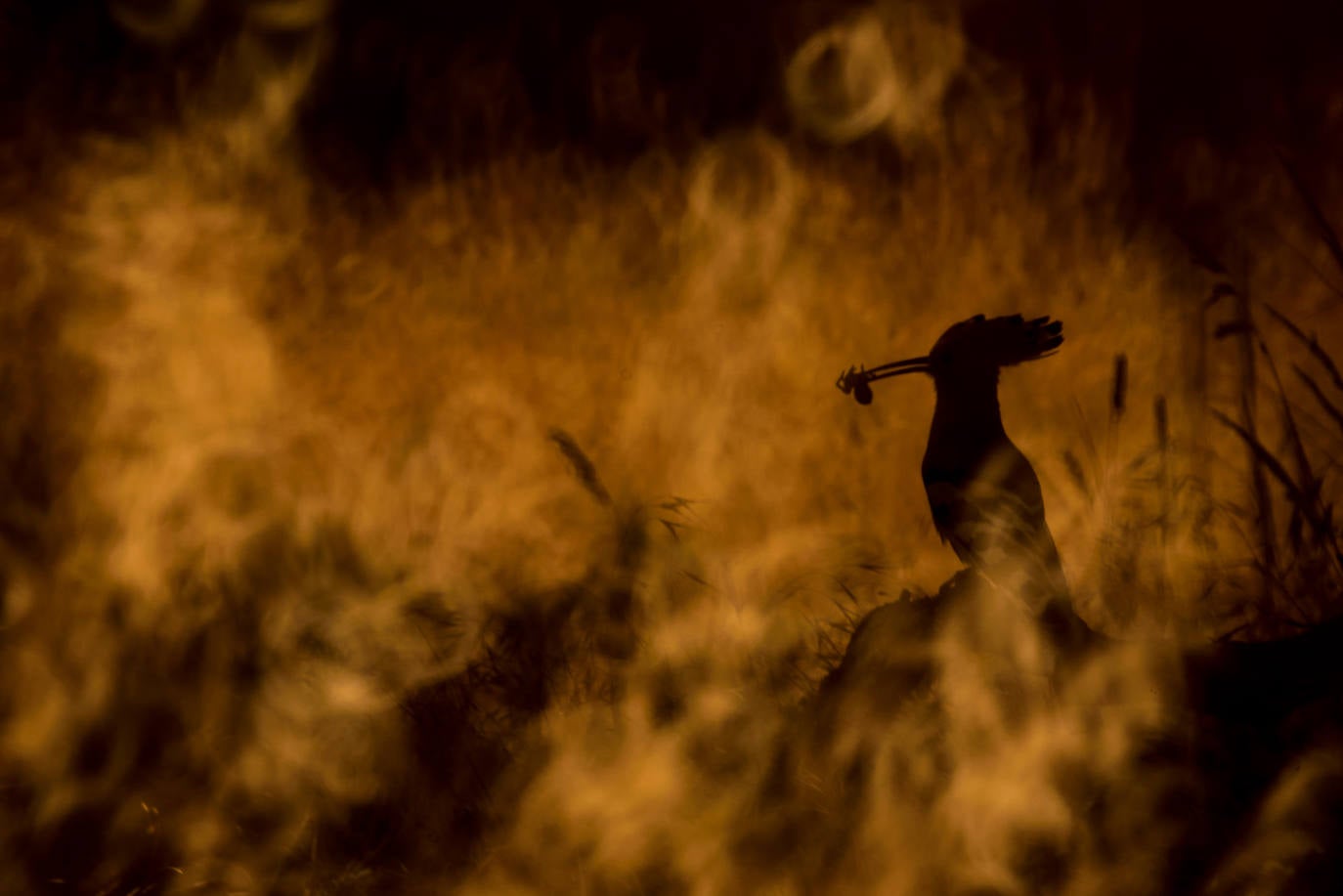 Fotos: El concurso fotográfico de FIO anuncia sus ganadores