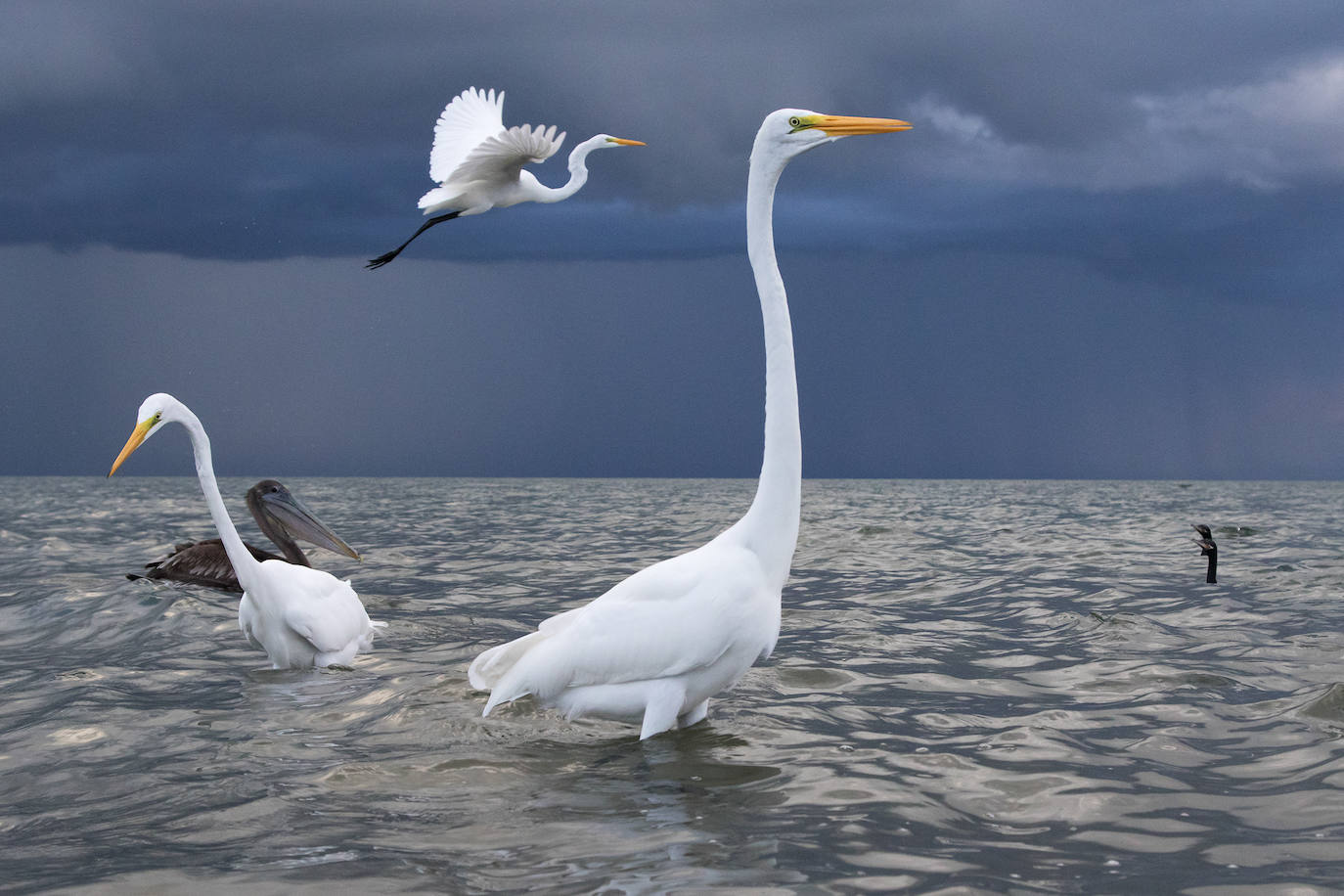 Fotos: El concurso fotográfico de FIO anuncia sus ganadores
