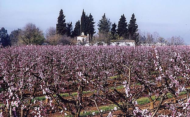 Valdelacalzada en flor. 