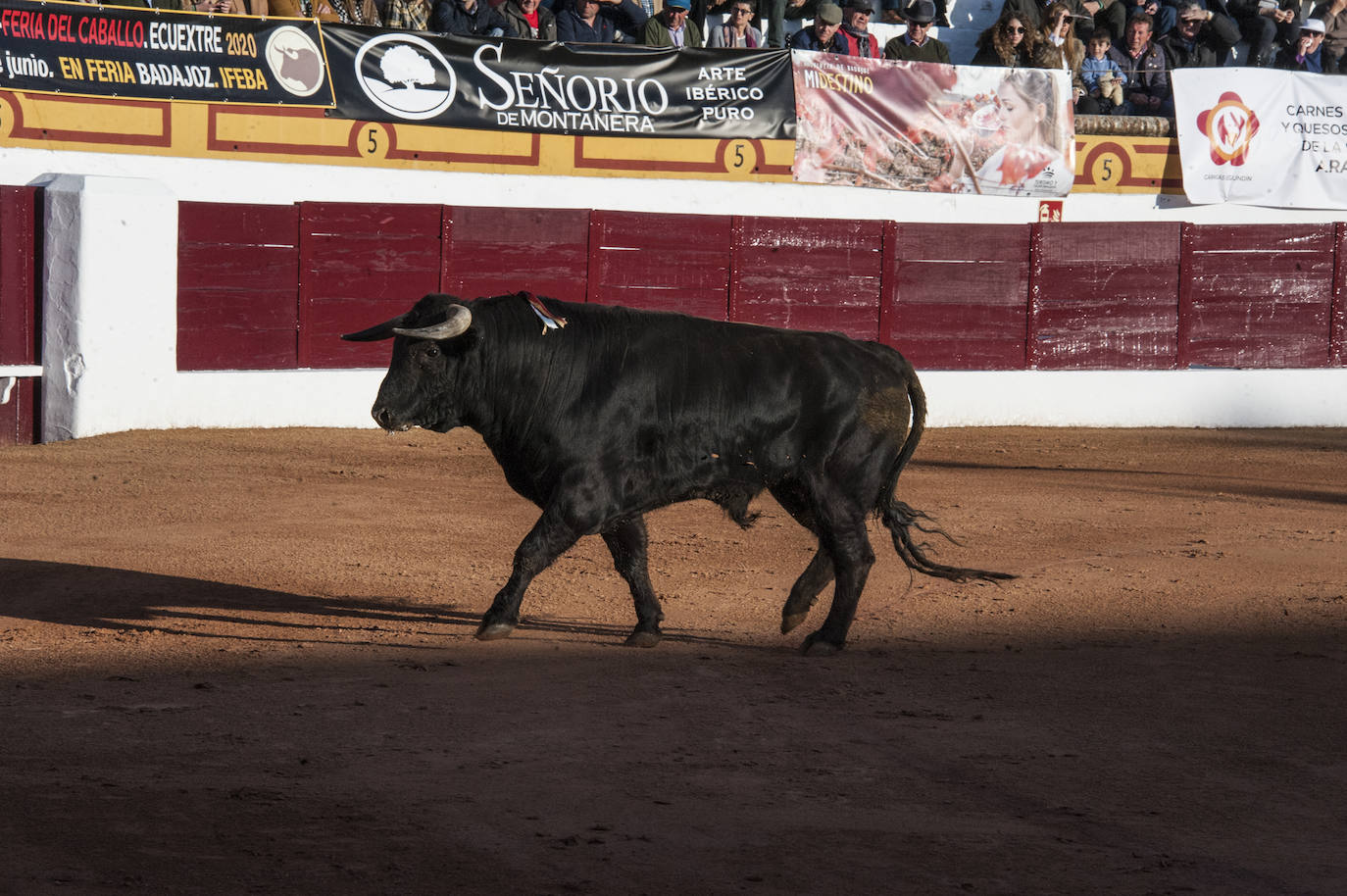 Fotos: Novillada, primera de abono de la Feria de Olivenza