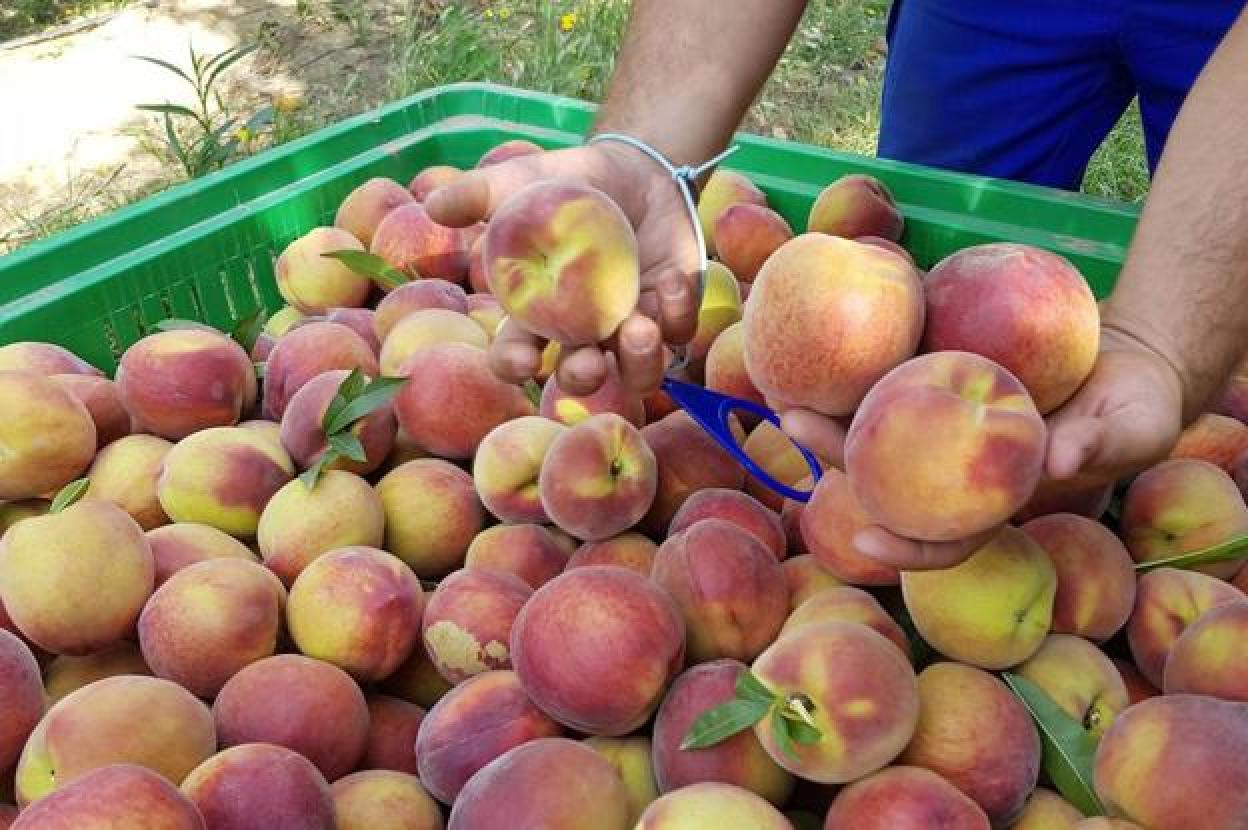 Un agricultor recoge fruta la pasada temporada. 