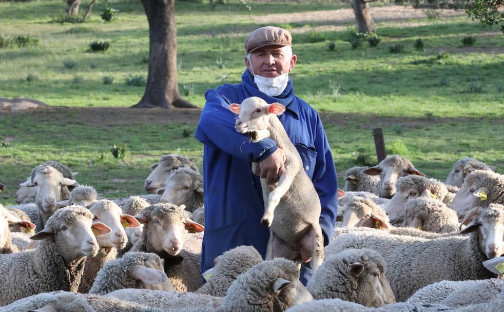 Juan Bonilla coge en brazos a una de sus ovejas.