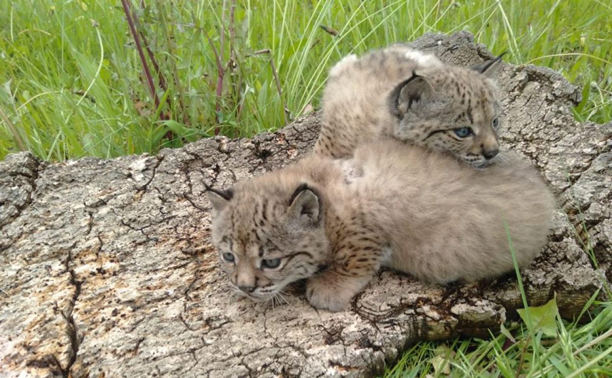 Comienzan los chequeos sanitarios a los linces nacidos esta temporada en Zarza de Granadilla