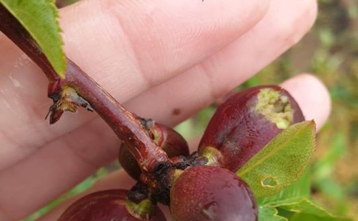 La Asociación de Agricultores de Don Benito pide respuesta a Agroseguro tras las tormentas