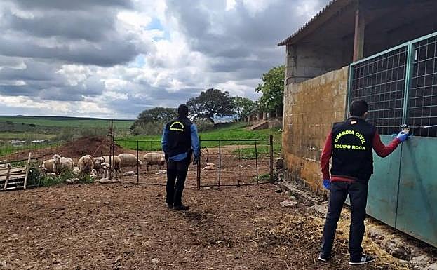 Detenido por robar 27 corderos en una explotación de Palomas