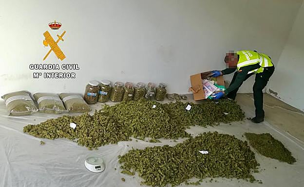 Cogollos de marihuana y picadura de cannabis aprehendidos por la Guardia Civil a un vecino de Hervás en mayo.