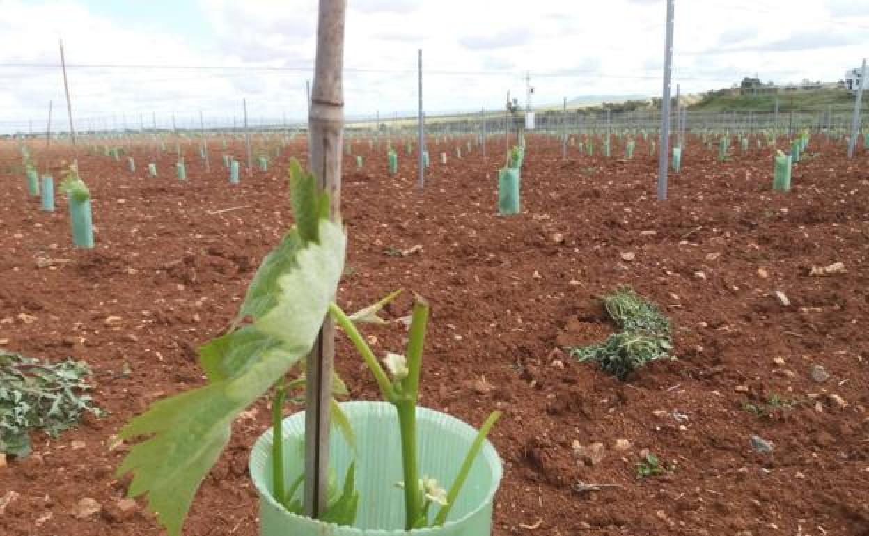La Junta autoriza ocho cacerías de jabalíes para evitar daños a cultivos y ganado