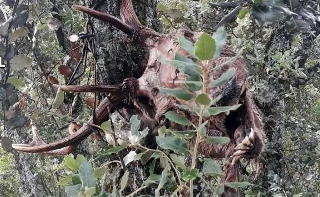 Investigan al dueño de una finca en Casas de Don Pedro por caza furtiva