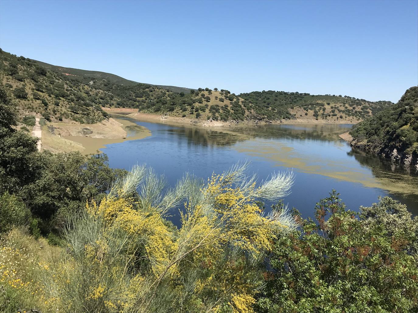 Fotos: El helecho de agua remite en Monfragüe