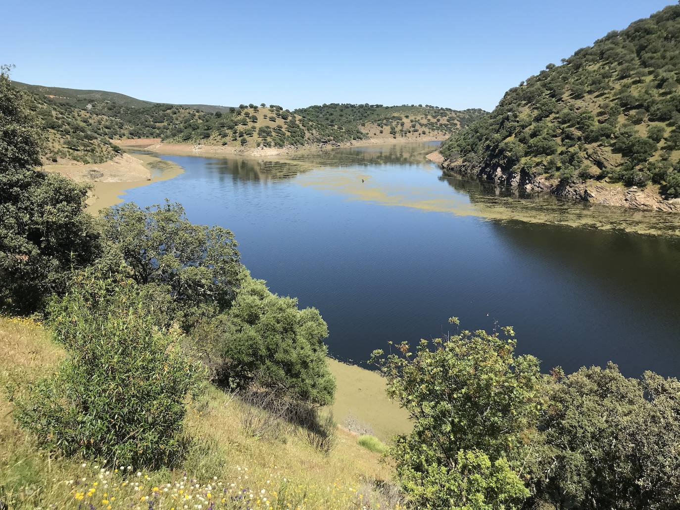 Fotos: El helecho de agua remite en Monfragüe