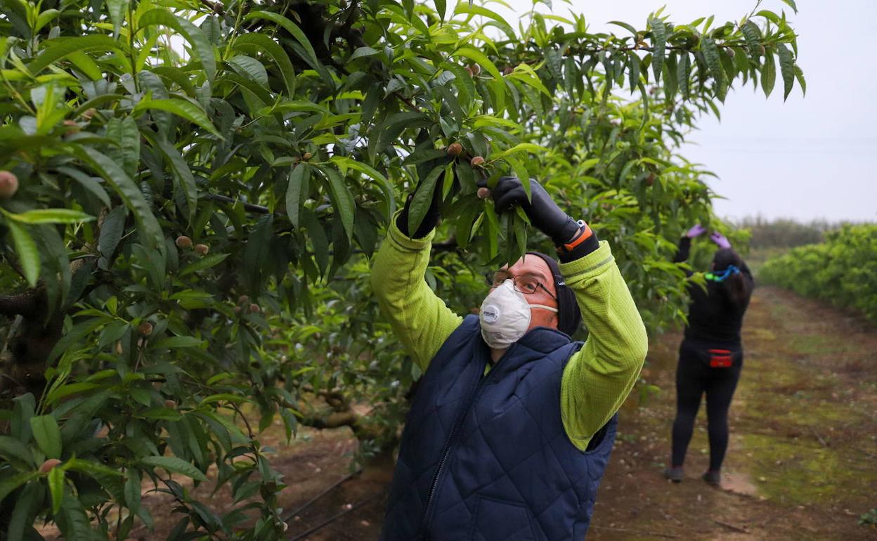 Dos jornaleros trabajan en el entresaque de la fruta cerca de Valdivia. 