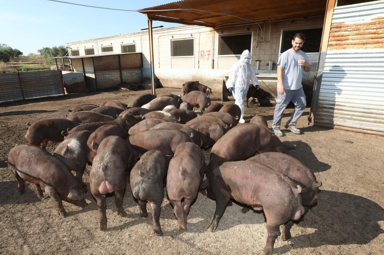 Cochinos seleccionados genéticamente y dentro del Libro. 