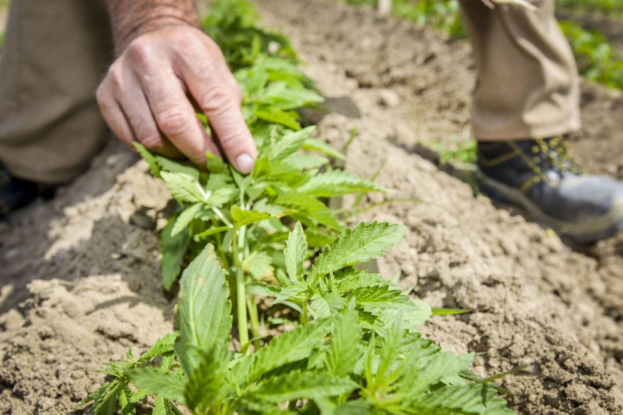 El cáñamo industrial tiene un aspecto muy similar a la marihuana, pero son dos variedades que presentan características diferentes y que se utilizan para fines distintos. 