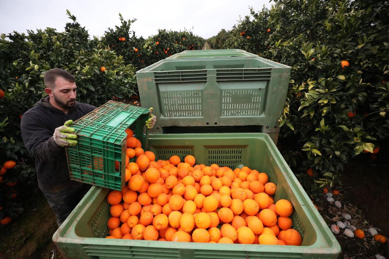 Recogida de naranjas en una explotación de Valdelacalzada. 