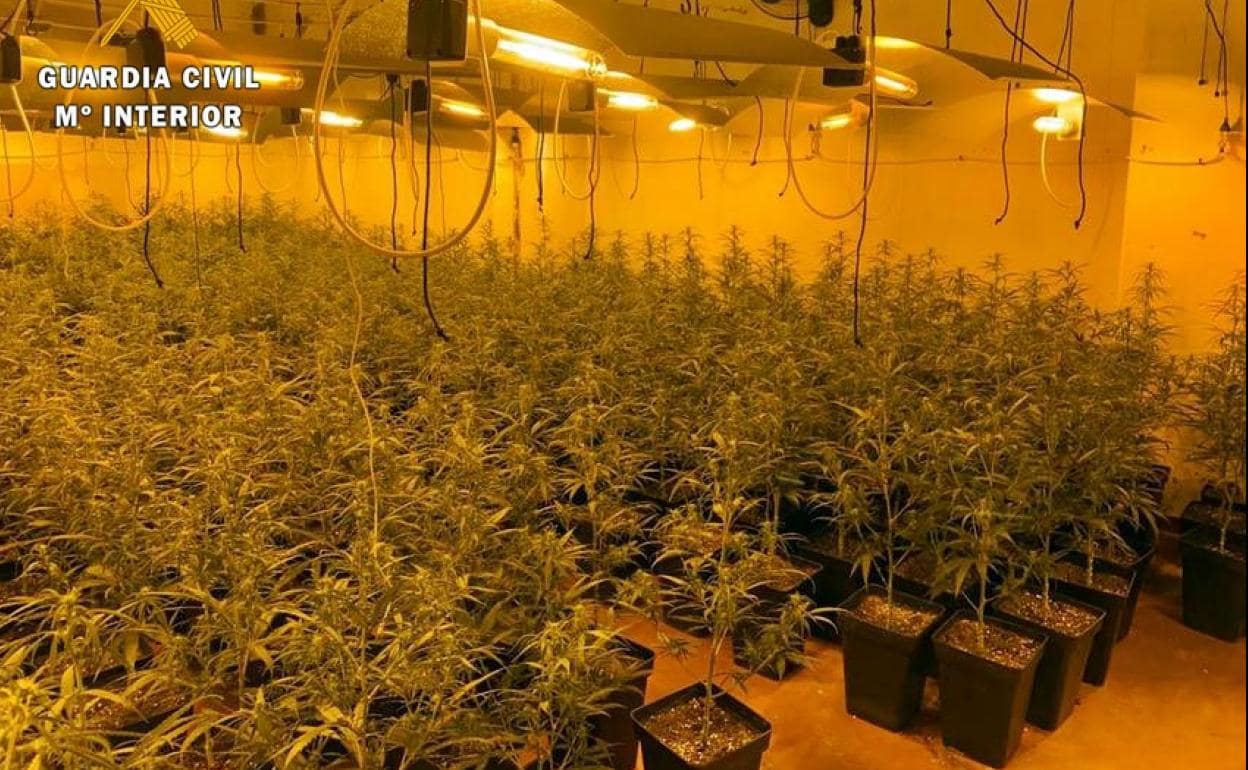 Cuatro detenidos por cultivo y venta de marihuana en la comarca de Mérida