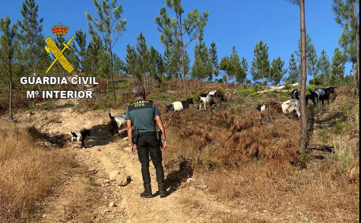 La Guardia Civil rescata a un cabrero de 84 años inconsciente en una poza de la Sierra de Jola