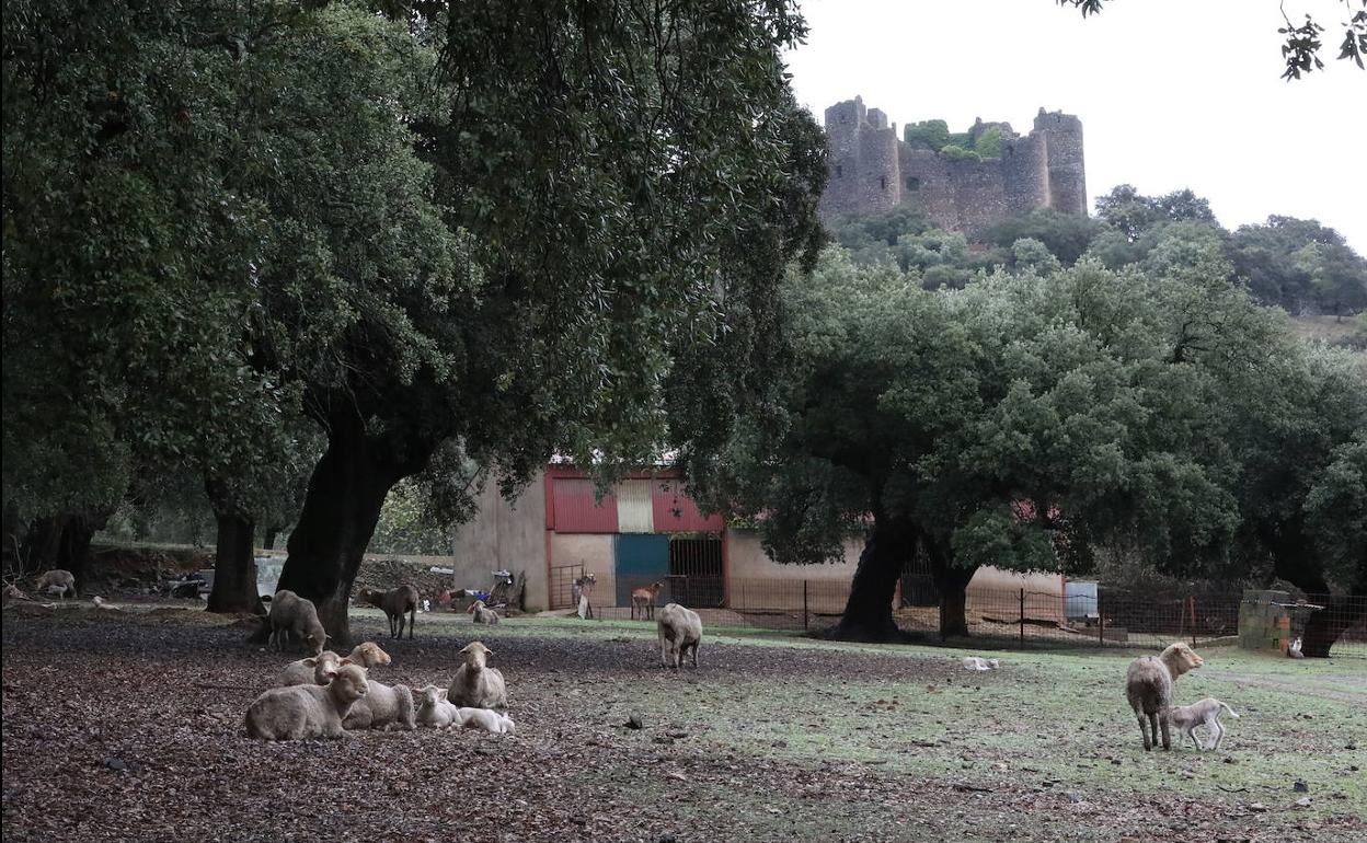 Explotación de ovino en una finca del término municipal de Salvatierra de los Barros (comarca de Sierra Suroeste), con su castillo al fondo.