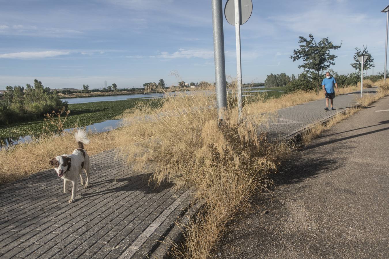 La maleza no permite a los peatones caminar por las aceras